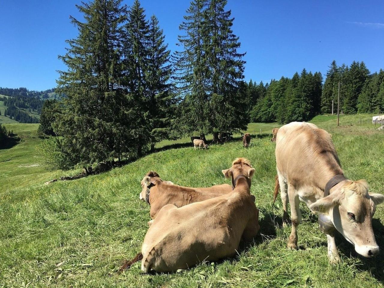 Appartement Nr 19, Alpenappartementhaus, Oberstaufen-Steibis, Allgaeu, Oberstaufen Plus エクステリア 写真